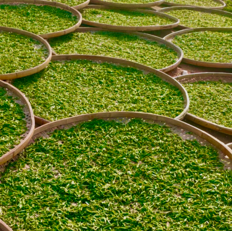 铁香茶业 | 绿水青山秀，人在草木间