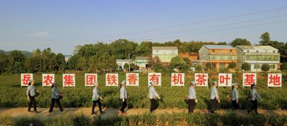 强化科技支撑   助力产业振兴 —— 湖南农大、省农科院调研岳农集团铁香有机茶叶基地